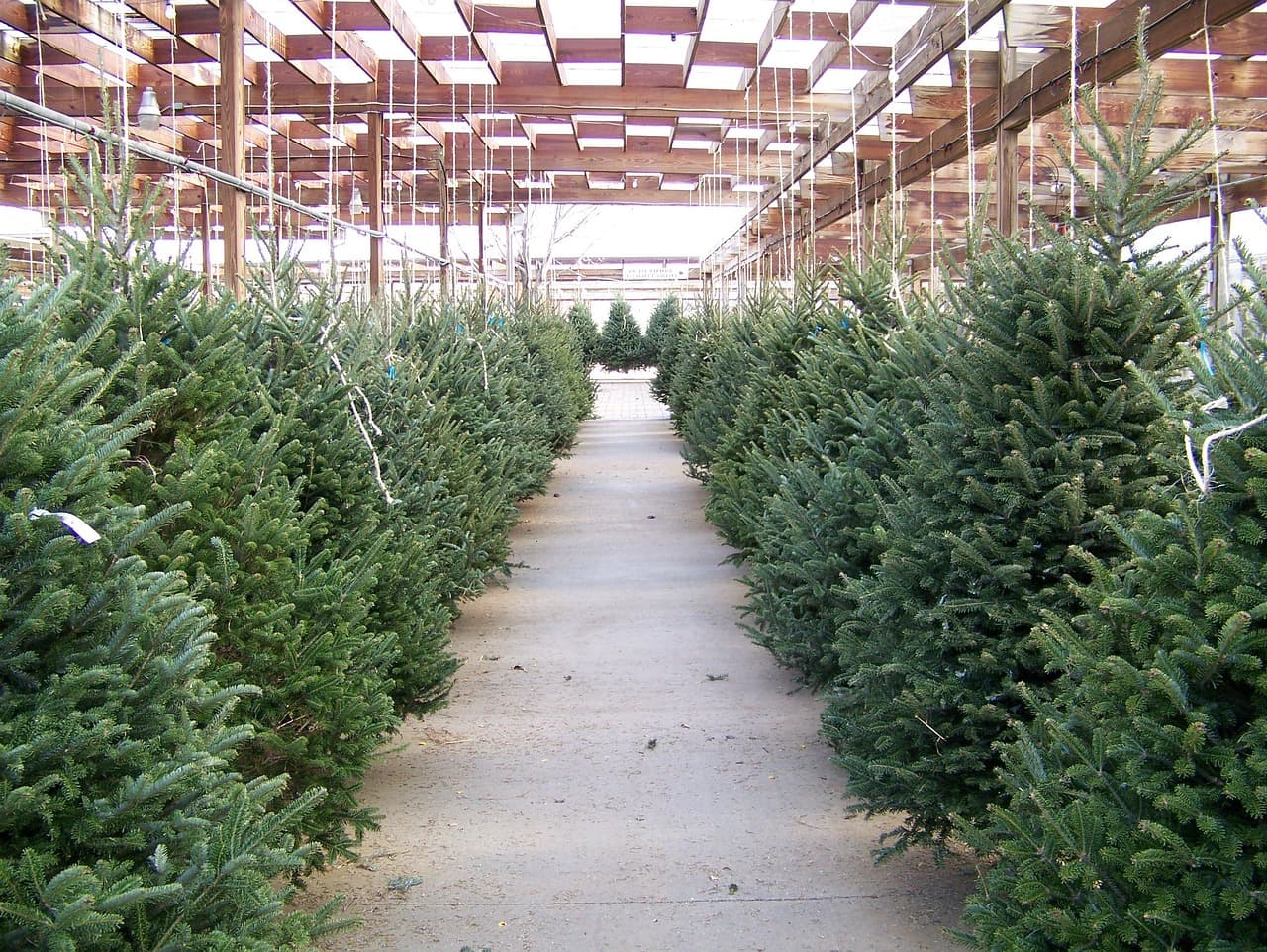 Clovis Kicks Off the Holiday Season with Christmas Tree Lots and Festive Traditions