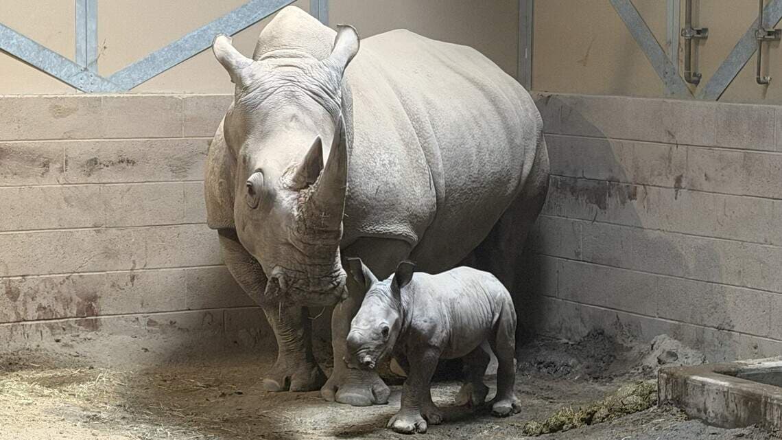 Fresno Chaffee Zoo Celebrates Birth of Southern White Rhino Calf