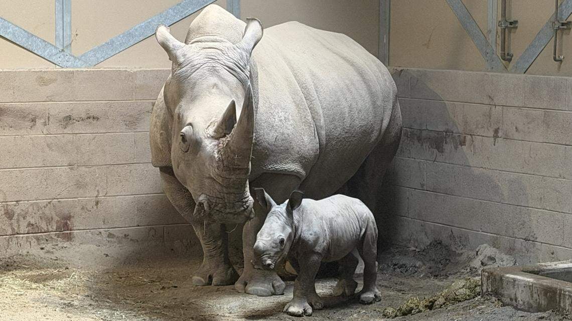 Fresno Chaffee Zoo Celebrates Birth of Southern White Rhino Calf